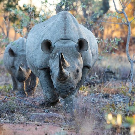Nedile Lodge Welgevonden Game Reserve Zewnętrze zdjęcie