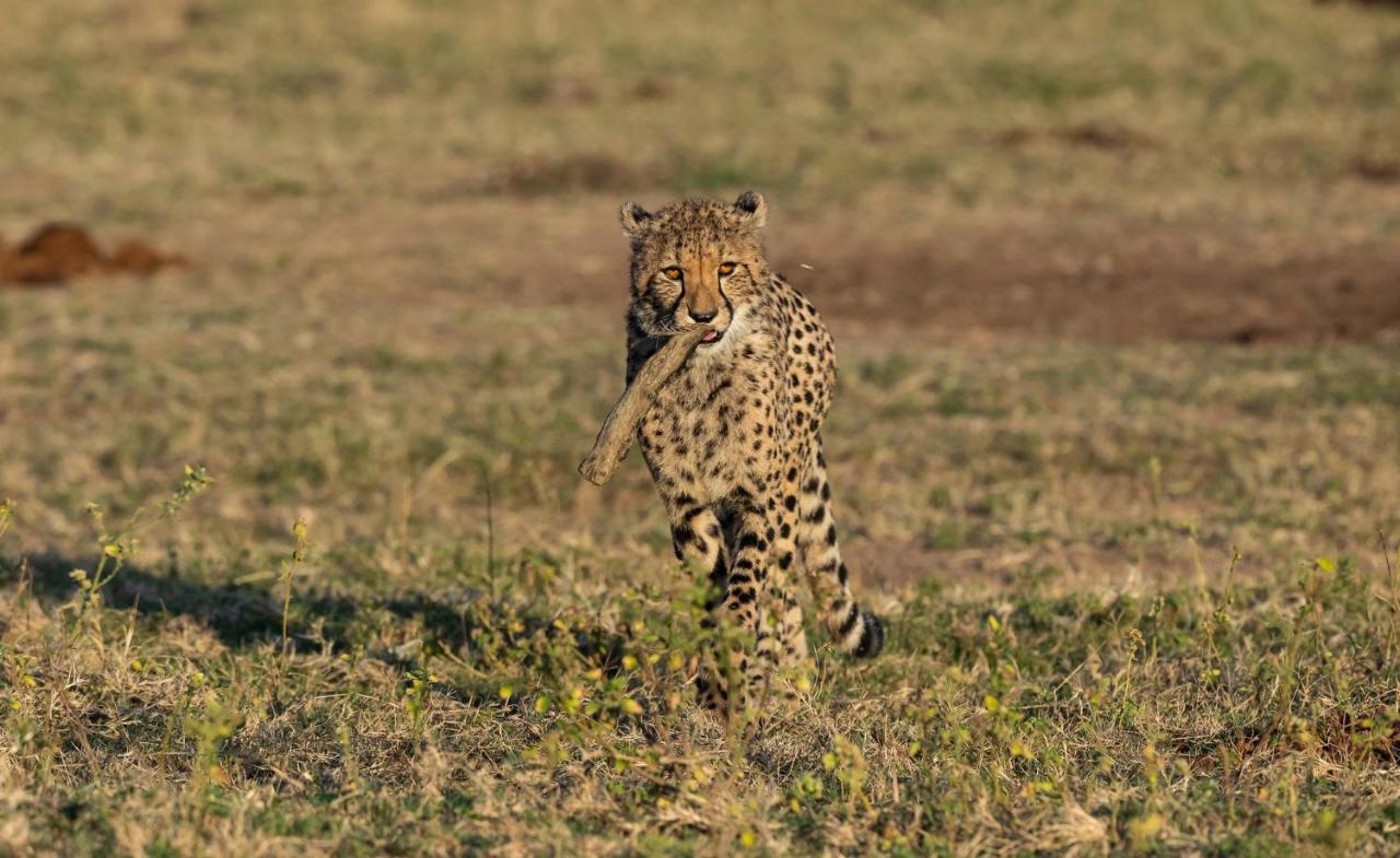 Nedile Lodge Welgevonden Game Reserve Zewnętrze zdjęcie