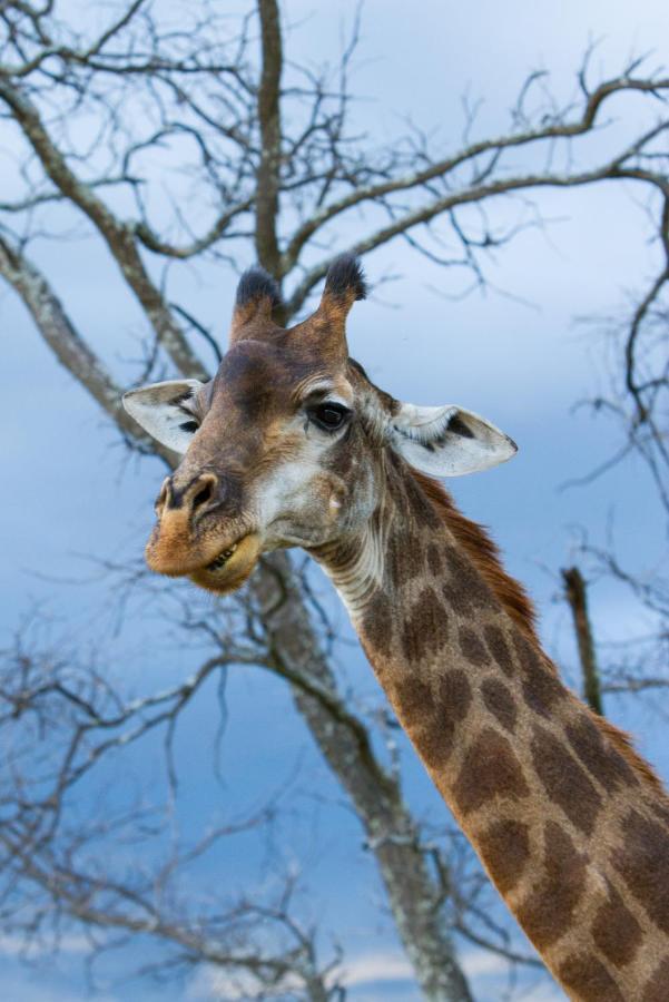 Nedile Lodge Welgevonden Game Reserve Zewnętrze zdjęcie