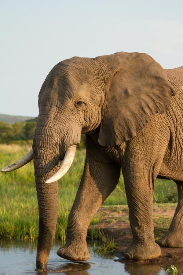 Nedile Lodge Welgevonden Game Reserve Zewnętrze zdjęcie