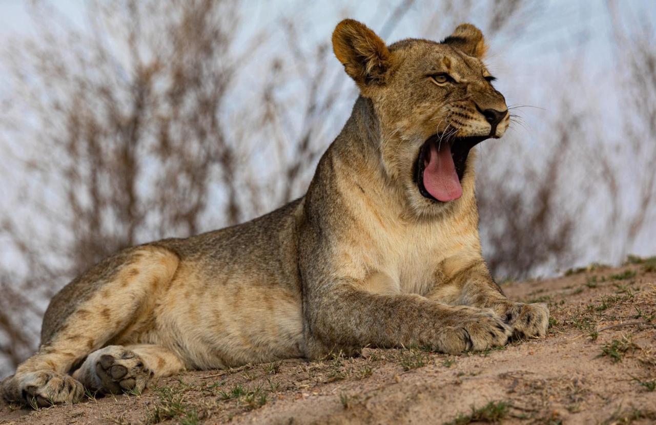 Nedile Lodge Welgevonden Game Reserve Zewnętrze zdjęcie