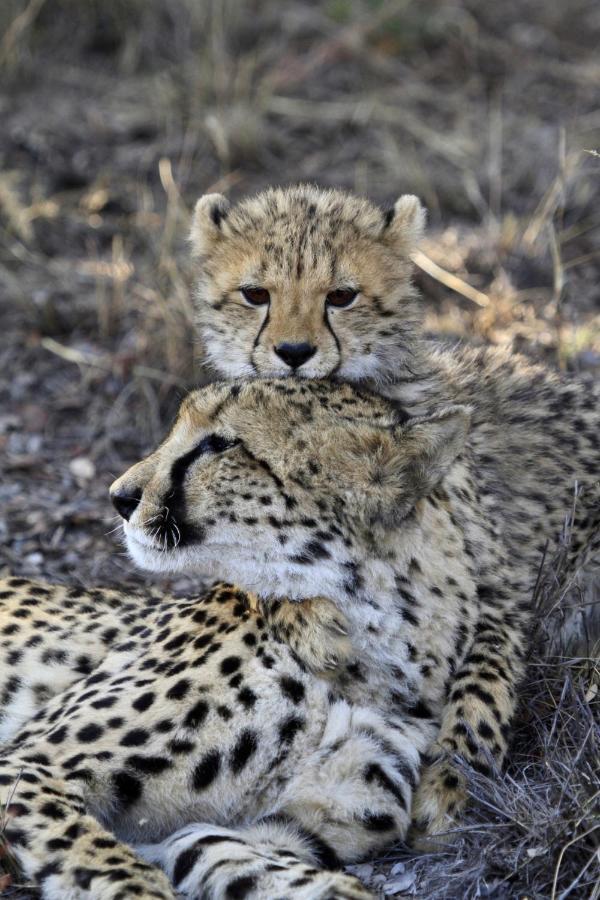 Nedile Lodge Welgevonden Game Reserve Zewnętrze zdjęcie