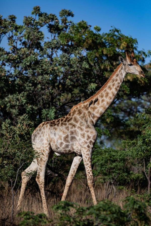 Nedile Lodge Welgevonden Game Reserve Zewnętrze zdjęcie