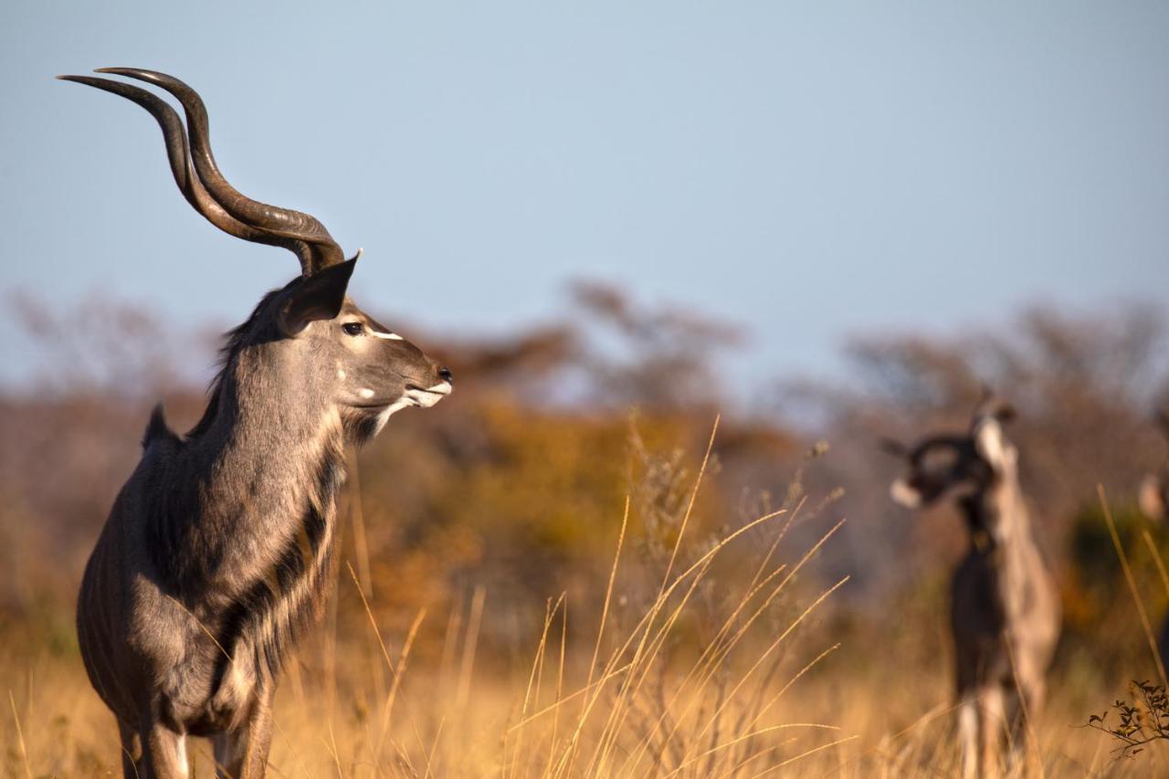 Nedile Lodge Welgevonden Game Reserve Zewnętrze zdjęcie