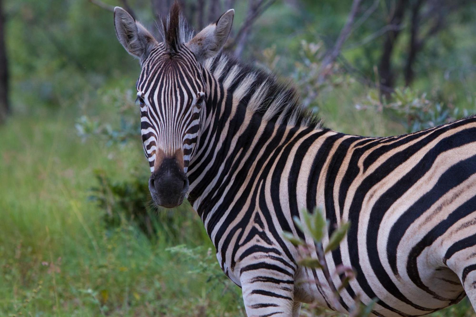 Nedile Lodge Welgevonden Game Reserve Zewnętrze zdjęcie