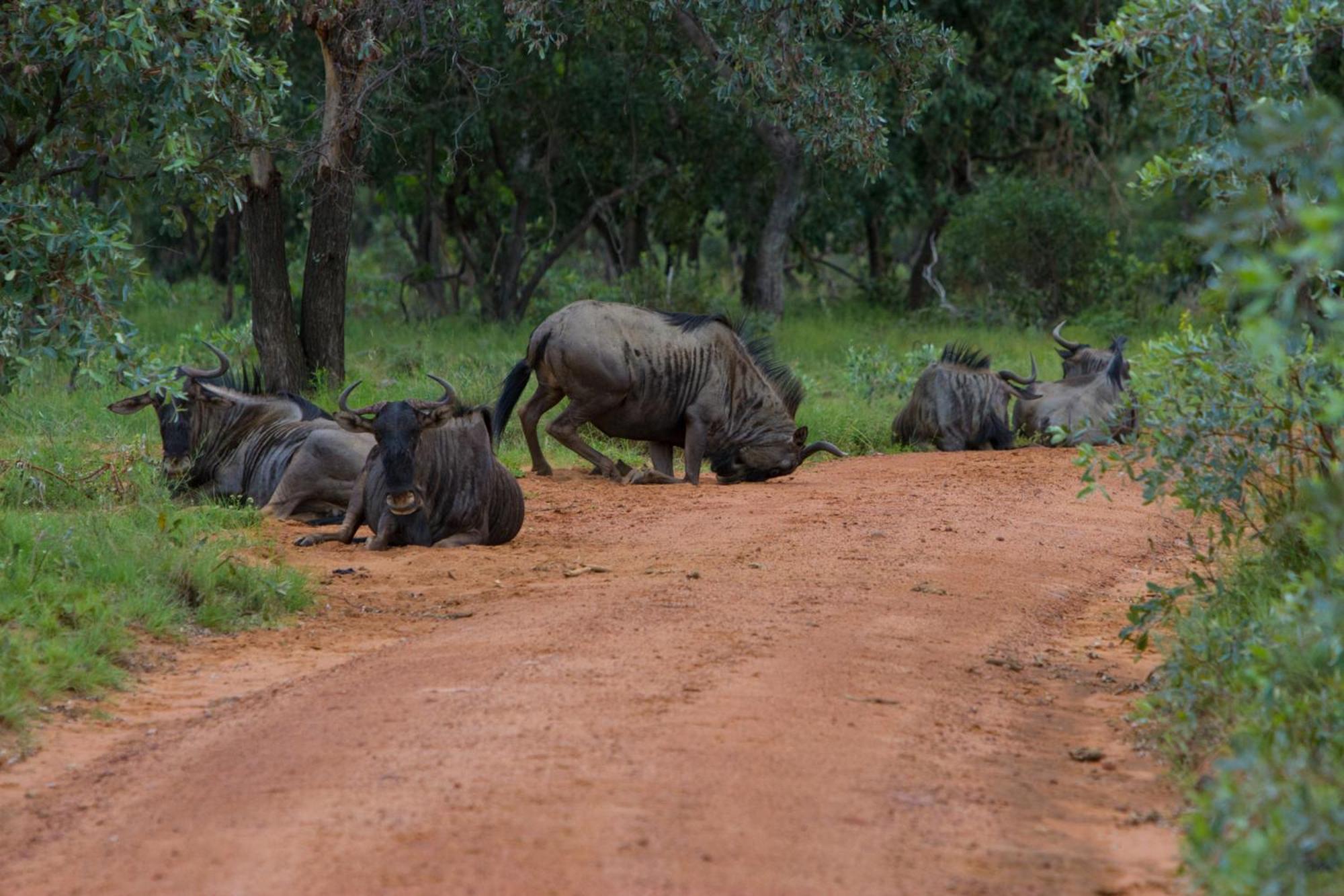 Nedile Lodge Welgevonden Game Reserve Zewnętrze zdjęcie