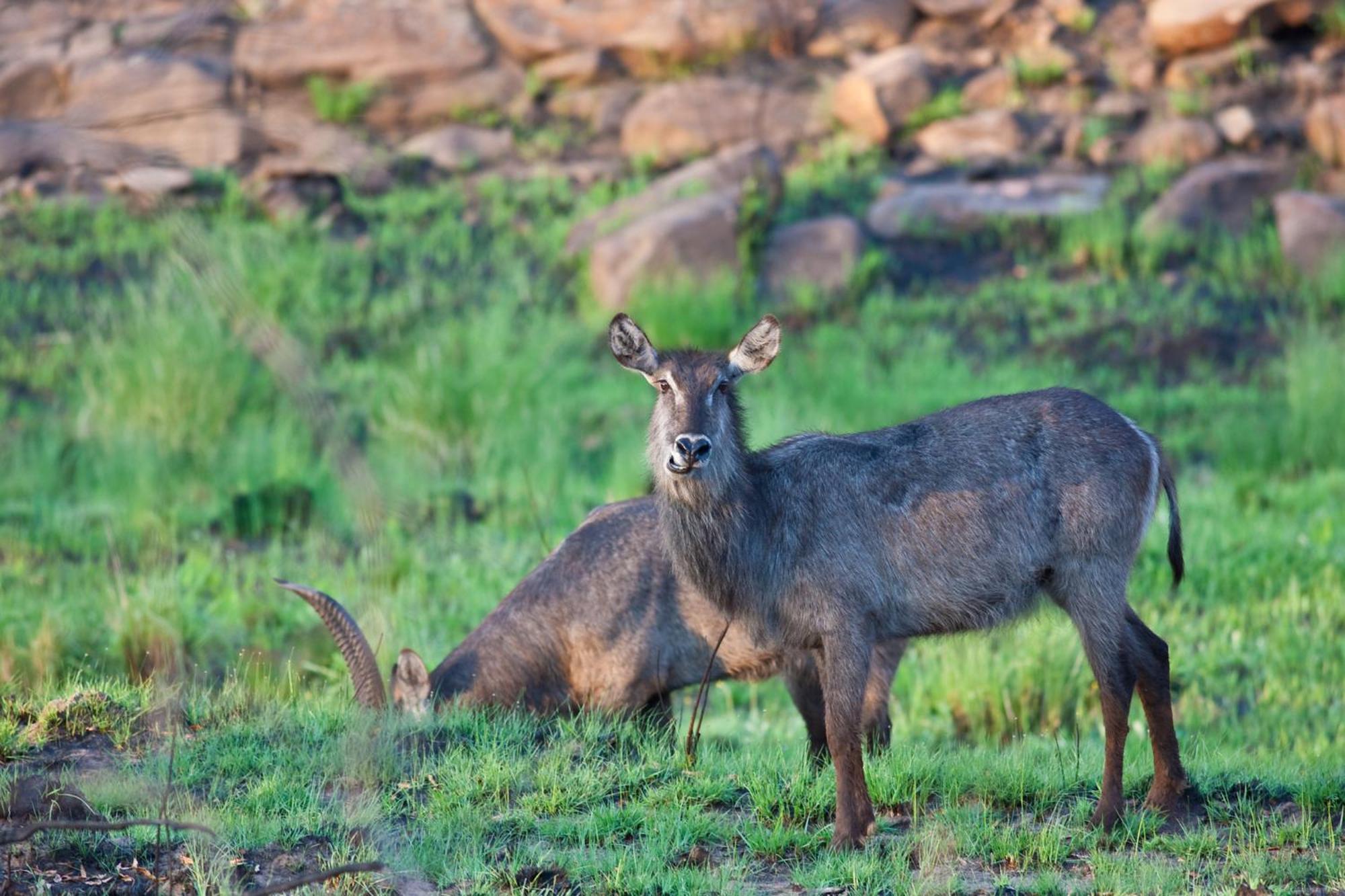 Nedile Lodge Welgevonden Game Reserve Zewnętrze zdjęcie