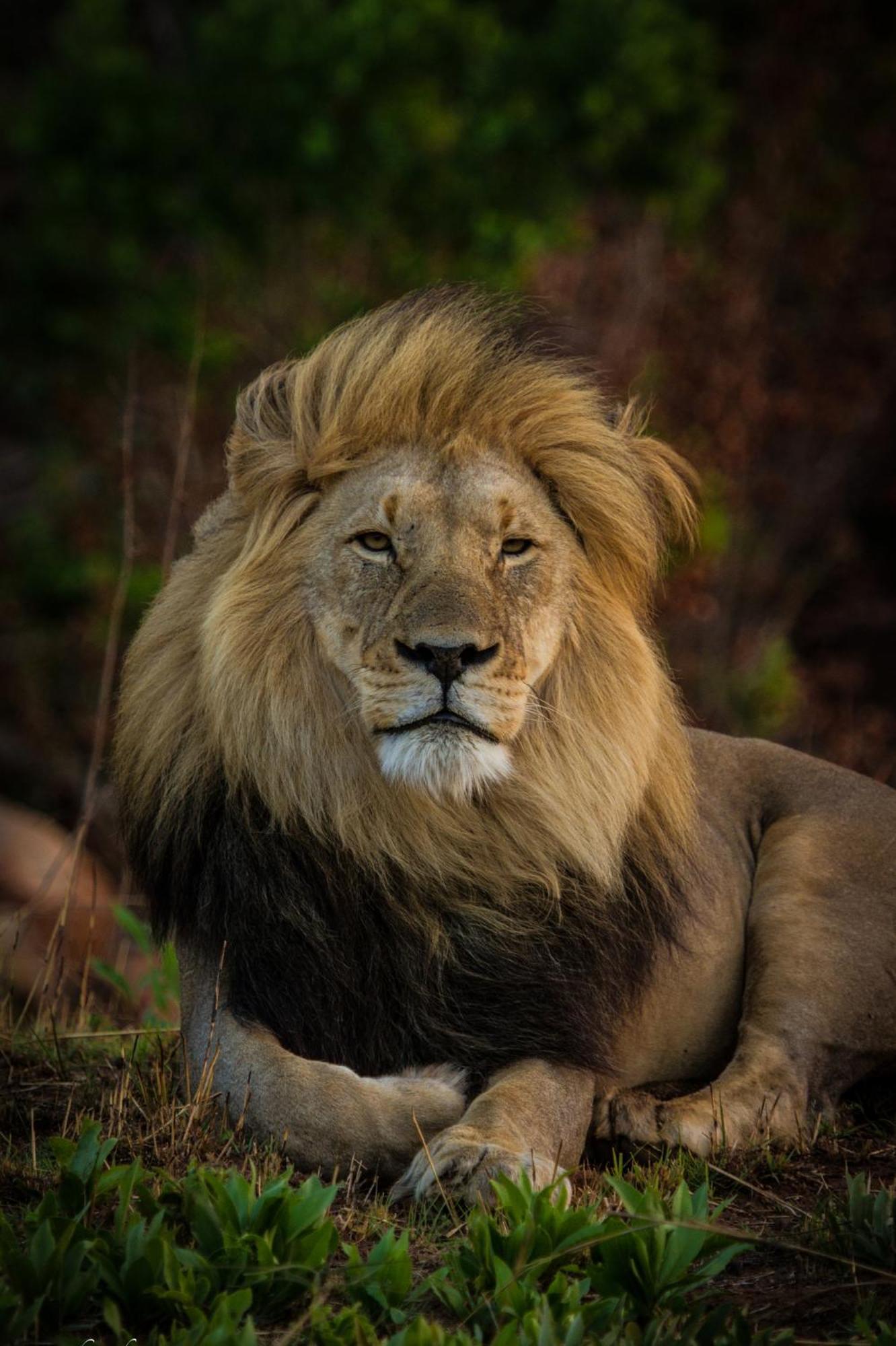 Nedile Lodge Welgevonden Game Reserve Zewnętrze zdjęcie